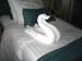 BoatSwan