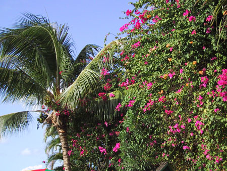 Bougainvillea_1
