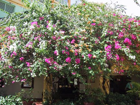 Bougainvillea_3