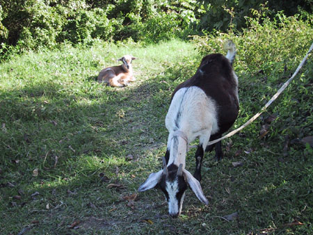 Tour_Goats