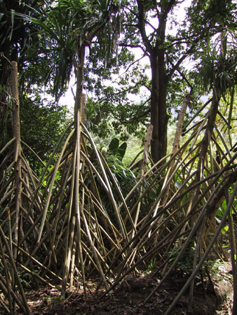 Tour_UpsideDown_Trees