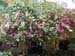 Bougainvillea_3